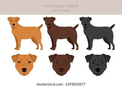 Patterdale terrier smooth coated clipart. All coat colors set.  All dog breeds characteristics infographic. Vector illustration