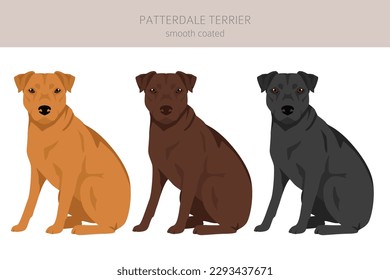 Patterdale terrier smooth coated clipart. All coat colors set.  All dog breeds characteristics infographic. Vector illustration