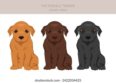 Patterdale terrier smooth coated puppy clipart. All coat colors set.  All dog breeds characteristics infographic. Vector illustration