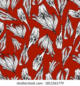 Pattern with African Protea flowers. Big beautiful flower. Dried flowers, decorated. Coloring book for children and adults with gentle proteas. For textiles, wallpaper, packaging. manual graphics.