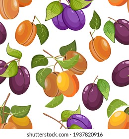 Pattern with apricots and plums.Ripe apricots and plums in a vector pattern on a white background.