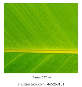Pattern of banana leaves texture