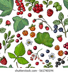 Patrón de bayas y hojas. Las bayas silvestres pintaron la línea de color sobre un fondo blanco. Arándanos, arándanos, grosellas, frambuesas, fresas, grosellas, arándanos, bayas