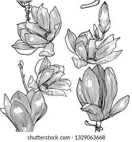 Pattern with blooming magnolia. Hand drawn.