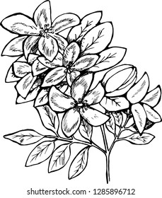 Pattern of branches of flowers of lilac. Manual graphics.
