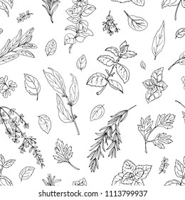 Pattern color herbs. Spices. Italian herb drawn black lines on a white background. Vector illustration. Basil, Parsley, Rosemary, Sage, Bay, Thyme, Oregano, Mint
