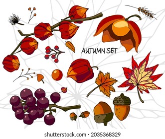 Pattern of colorful autumn leaves, acorn, grapes and physalis. Set of autumn social media stories. Colorful banners with autumn illustrations. Autumn stickers. Bright postcards. Vector eps 10