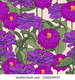 Pattern with common zinnia. Purple elegant zinnia flower on beige background