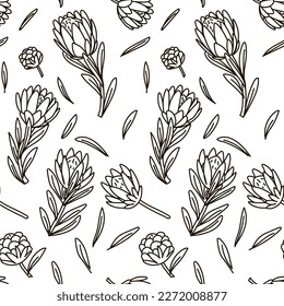 The pattern of contour sketches of king protea is black and white. Exotic tropical hand-painted flowers, a symbol of South Africa. Background for printing, textiles, postcards