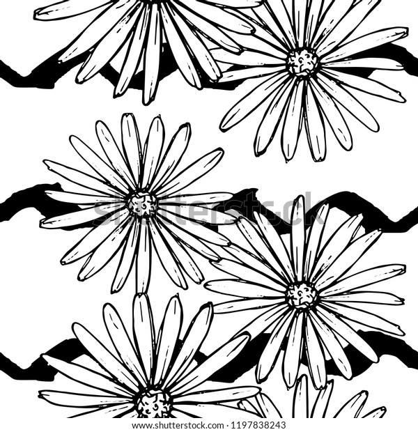 Pattern of daisies manually drawn ink.\
White and black illustration. Floral surface\
design.