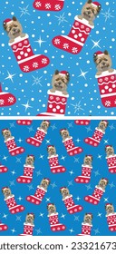 Pattern design with Cairn Terrier in stockings, seamless pattern. Repeatable textile, wrapping paper, blue background graphic design. Christmas winter wallpaper with snowflakes, dog with hat, stocking