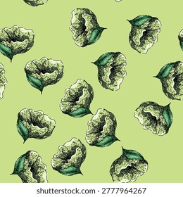 pattern drawing hellebore hand drawn. helleborus hellebores, primrose sketch, line engraved drawing hellebore vector sketch illustration