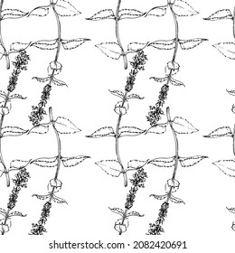 a pattern of a drawing with mint. seamless pattern of a sprig of flowering mint, drawn in sketch style, isolated black outline often on white for a design template