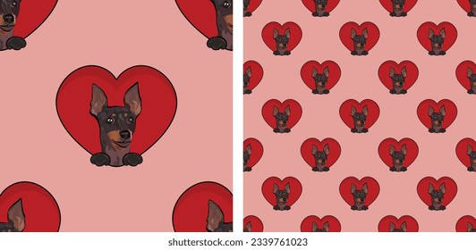 Pattern with English toy terrier with paws, Valentine's day wallpaper with hearts. Love heart with pet head holiday texture. Dog face looks out a Heart, Cartoon square red background. St Valentine's 