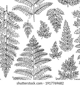 Pattern ferns Flowers vector line drawing. Forest herbs drawn by a black line on a white background. 