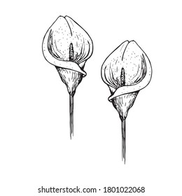 the pattern of the flower. Calla Lily clipart or illustration. sketching