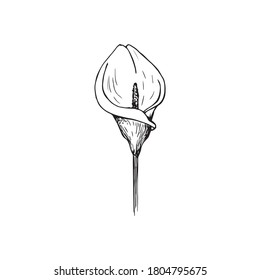 the pattern of the flower. Calla Lily clipart or illustration. sketching