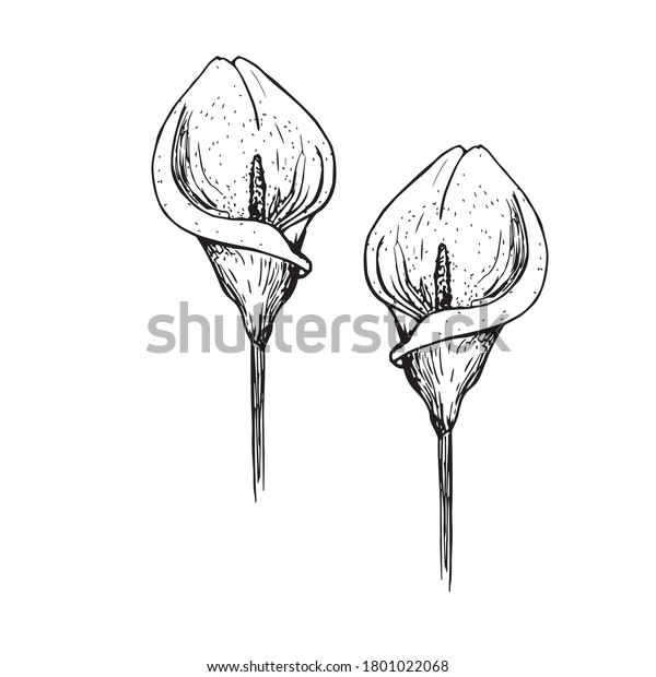 Pattern Flower Calla Lily Clipart Illustration Stock Vector (Royalty ...