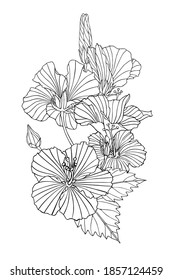 Muster mit Blumen von Hibiskus. Umrissdruck mit Blüten, Blättern und Knospen auf Weiß. Eine Zeichnung mit Farbkonturen von Hibiskus. Tropische trendige exotische Blumenposter oder Farbseite.
