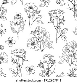 Pattern Flowers vector line drawing. Briar. Shrub roses and rose hips