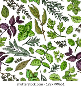 Pattern food color herbs. Spices. Italian herb drawn black lines on a white background. Vector illustration. Basil, Parsley, Rosemary, Sage, Bay, Thyme, Oregano, Mint