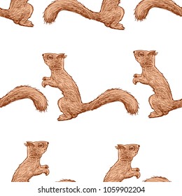 Pattern of the forest squirrels