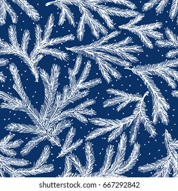 pattern of the frozen fir branches