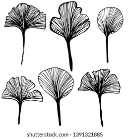pattern of ginkgo tree leaves
