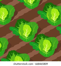 Pattern with green cabbages growing on garden beds vector illustration isolated on white, heads of cabbage on plots of land