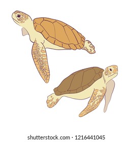 Pattern with hand drawn ocean turtles. Sea wallpaper. Vector illustration. Cartoon underwater elements for your sea design.