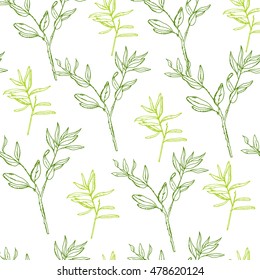 Pattern with hand drawn rosemary plant. Green leaves with herbs for cooking and health care. Vector stock Illustration. Dry herbt. 