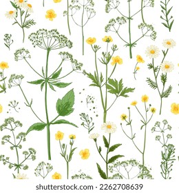 Pattern herbs and flowers painted color line. Vector drawing. Wild herbs. Wildflower