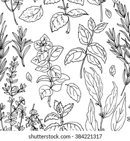 Pattern of herbs. Spices. Italian herb drawn black lines on a white background. Vector illustration. Basil, Parsley, Rosemary, Sage, Bay, Thyme, Oregano, Mint