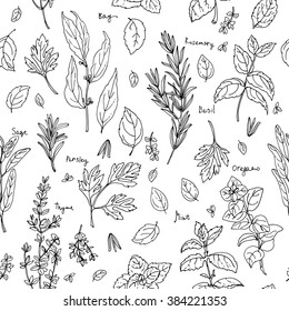 Pattern of herbs. Spices. Italian herb drawn black lines on a white background. Vector illustration. Basil, Parsley, Rosemary, Sage, Bay, Thyme, Oregano, Mint