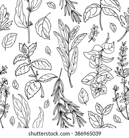 Pattern of herbs. Spices. Italian herb drawn black lines on a white background. Vector illustration. Basil, Parsley, Rosemary, Sage, Bay, Thyme, Oregano, Mint