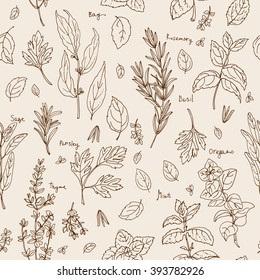 Pattern herbs. Spices. Italian herb drawn black lines on a white background. Vector illustration. Basil, Parsley, Rosemary, Sage, Bay, Thyme, Oregano, Mint