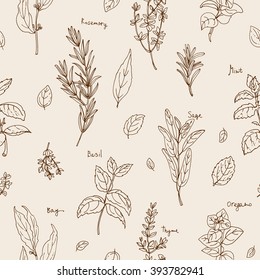 Pattern herbs. Spices. Italian herb drawn black lines on a white background. Vector illustration. Basil, Parsley, Rosemary, Sage, Bay, Thyme, Oregano, Mint