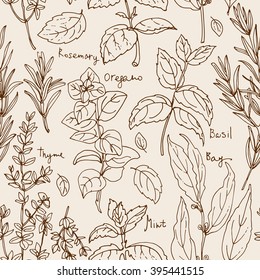 Pattern herbs. Spices. Italian herb drawn black lines on a white background. Vector illustration. Basil, Parsley, Rosemary, Sage, Bay, Thyme, Oregano, Mint
