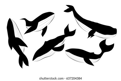 Pattern with killer whales