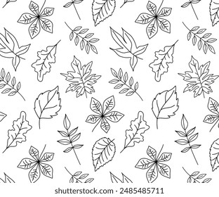 A pattern with leaves, a seamless vector background drawn by hand, linear tree leaves on a white background, autumn leaf fall.