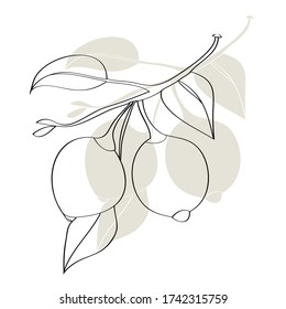 Limón de patrón sobre fondo blanco y color.