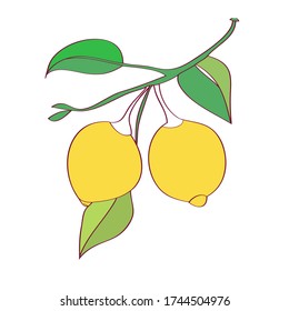 Pattern lemon on white and color background.