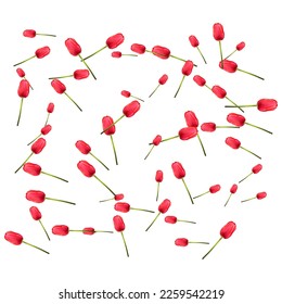Pattern of many red tulips on a white background. The concept of the arrival of spring, Easter. Universal holiday background. Vector image