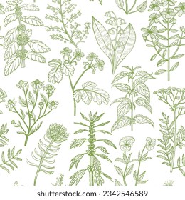 Pattern with Medicinal Plants. Floral Background in Hand-Drawn Style for Banners Fliers Posters Surface Design Cosmetic. Vector Illustration