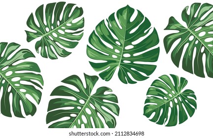 Pattern of Monstera big leaves. Modern bright summer print design from thickets of tropical leaves.