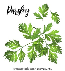 The pattern of parsley. Food logo, seasoning, herbs, spices, price tag, big sale, advertising