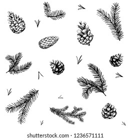 Pattern with pine brunches and cones. Hand drawn vector