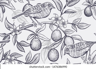 Pattern with plants and birds. Bird on a branch of citrus tree. Seamless vector background with fruits and kumquat flowers. Vintage. Black and white.