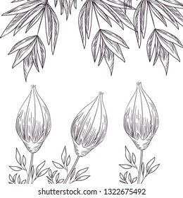 pattern plants and herbs isolated icon