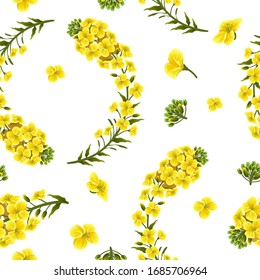 Pattern rape flowers, canola. Brassica napus. Seamless vector background.